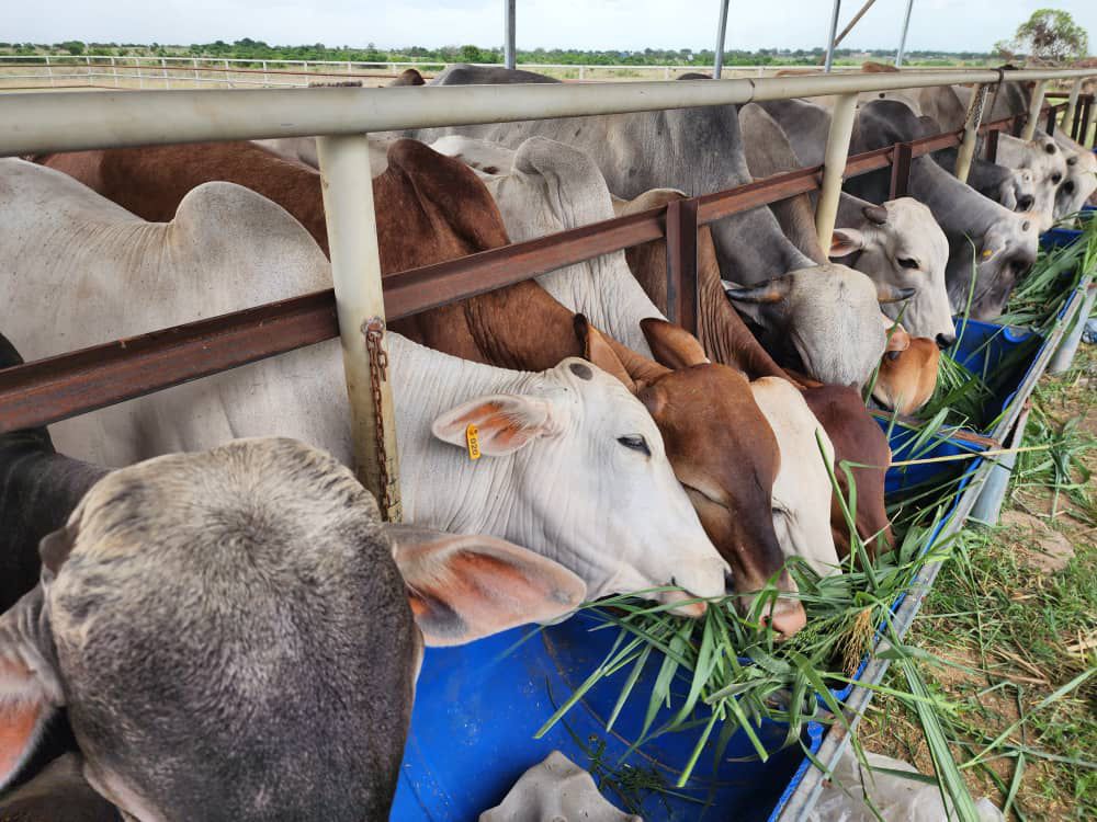 Farmland with livestock
